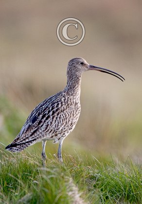 Common Curlew DM01065